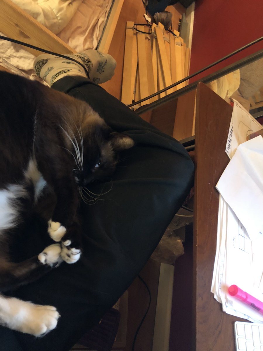 Mycocentriq's tweet photo. Treasure doesn’t like school #fatcat #trej https://t.co/MTYzyYJC0Y