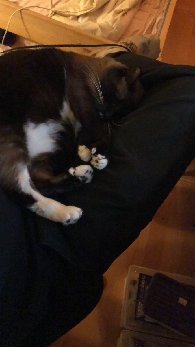 Mycocentriq's tweet photo. Treasure doesn’t like school #fatcat #trej https://t.co/MTYzyYJC0Y