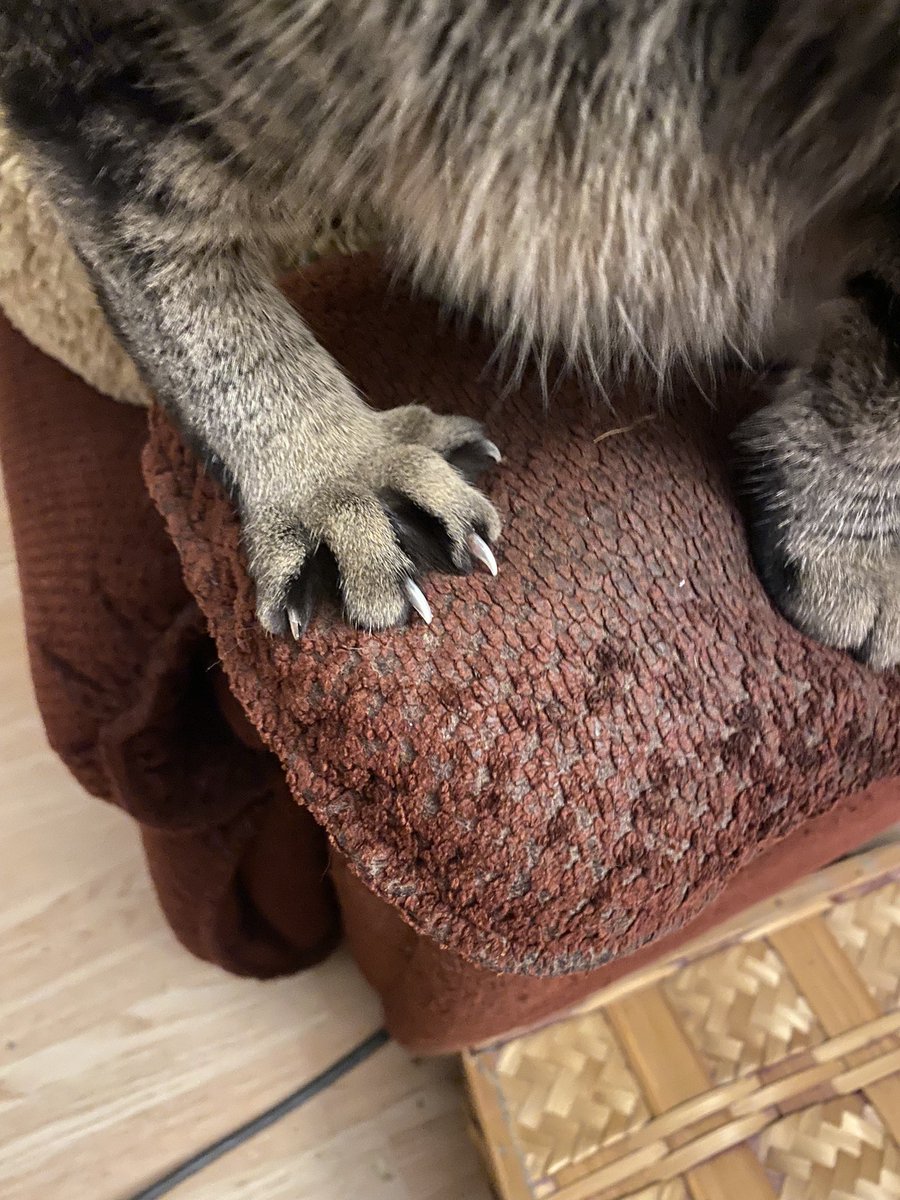 Bittah_Profit's tweet photo. This is the funniest picture I’ve taken of my cat https://t.co/uDGUps7ahc