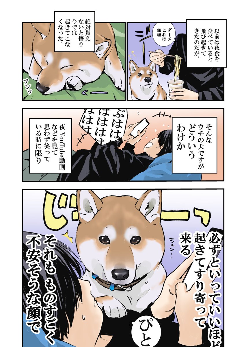 深夜笑っていると必ず起きてくる
犬の反応が気になる件 