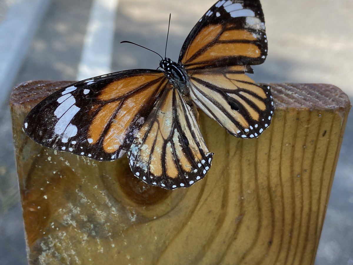 MadForMaple's tweet photo. Common Tiger #buttlerfly today on #SISrocks playground. #nature This little beauty had damaged wings. #insects #Shenzhen #bugs https://t.co/oLpu67HN8l