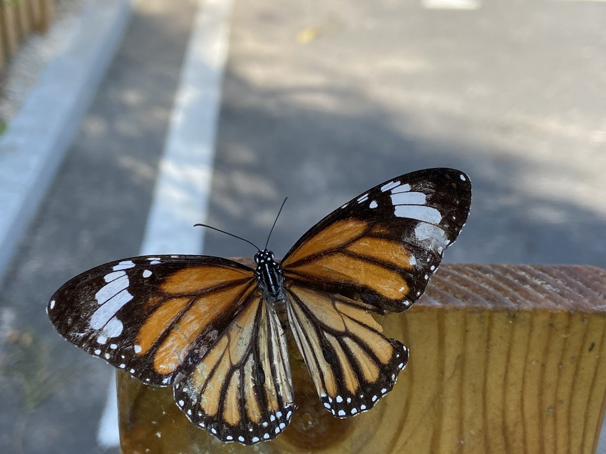 MadForMaple's tweet photo. Common Tiger #buttlerfly today on #SISrocks playground. #nature This little beauty had damaged wings. #insects #Shenzhen #bugs https://t.co/oLpu67HN8l