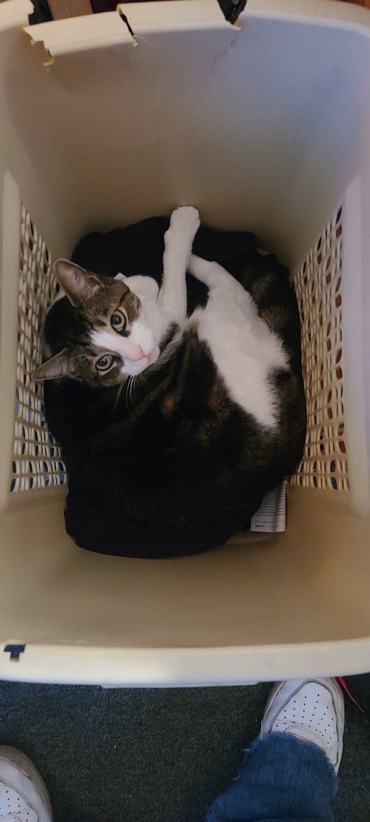 MikeyP043's tweet photo. This cat tho... too adorbs...one of the biggest highlights of my life. #kittylove #kittyluv https://t.co/QsXzUmH34u