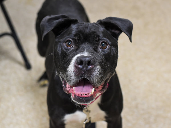 NMBewitched's tweet photo. 💔😭💔Myna
#NYCACC
🚨Status Unknown🚨
I am so sorry Sweetheart
No One wants to Save you
No Dignity, Respect or Love
Just a Heart Stick Used to
End your Life by ACC Executioner
28 Million People
No Hero for you, YET
Still Time
#Fospice
Look at her
So Precious
Life on her Terms
Pls https://t.co/C2EB906Dy2