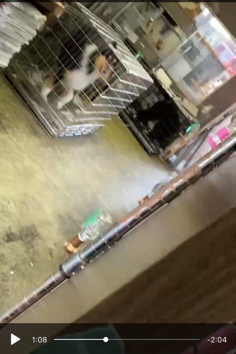 ジョンヌ Vegan 数値規制ポリスの発動のお願い 山梨県のペットショップ ワンpeace甲府店の店内の様子です 狭いケージが沢山積み上げられています 大型犬がまともに立てないほどの高さのケージに これは明らかに数値規制違反です 通報お願いし