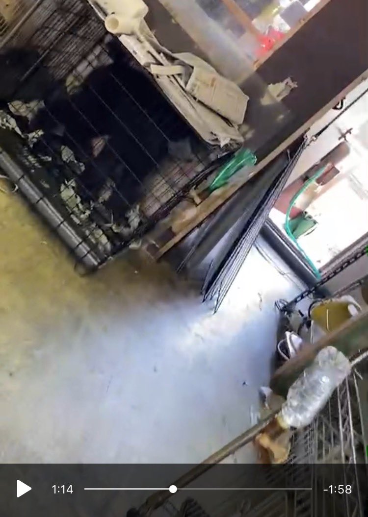 ジョンヌ Vegan 数値規制ポリスの発動のお願い 山梨県のペットショップ ワンpeace甲府店の店内の様子です 狭いケージが沢山積み上げられています 大型犬がまともに立てないほどの高さのケージに これは明らかに数値規制違反です 通報お願いし