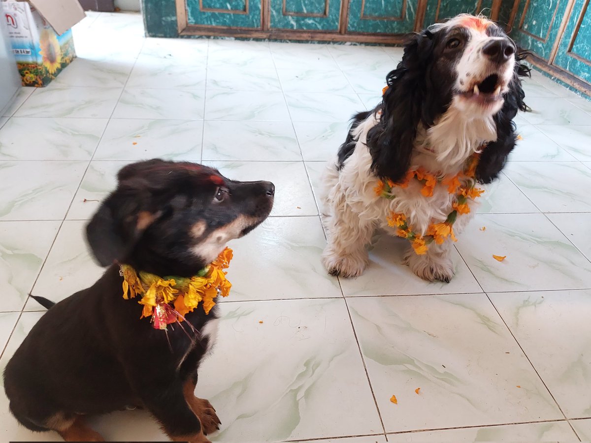 ShresthaEra's tweet photo. Its's a dog's day here in Nepal... Scar's first and Cooper's sixth Kukkur Puja.
#Nepal
#BlessedAndGrateful
#kukkurtihar
#dajubhai
#itsadogsday https://t.co/tjHVgpCmBD