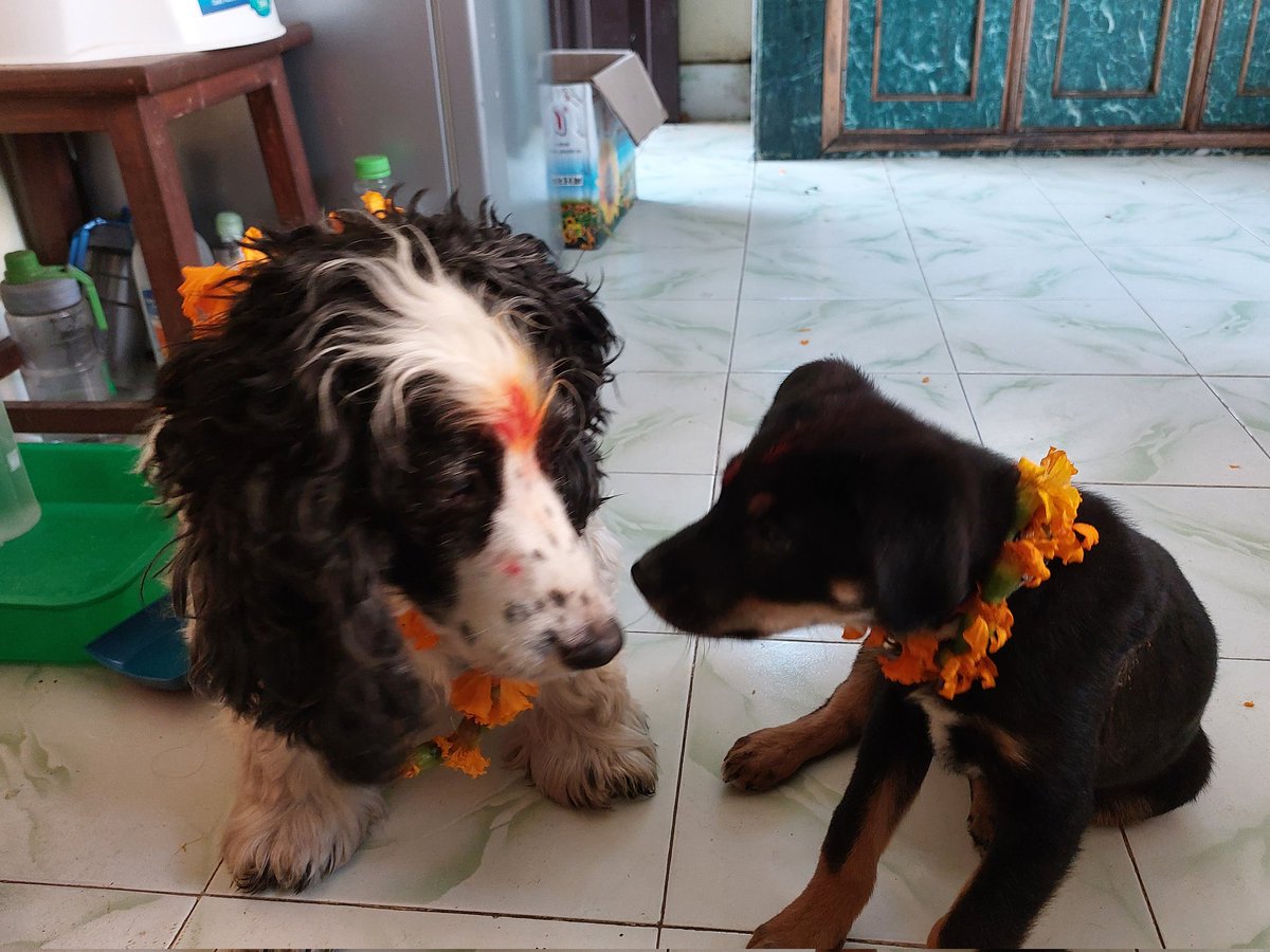 ShresthaEra's tweet photo. Its's a dog's day here in Nepal... Scar's first and Cooper's sixth Kukkur Puja.
#Nepal
#BlessedAndGrateful
#kukkurtihar
#dajubhai
#itsadogsday https://t.co/tjHVgpCmBD