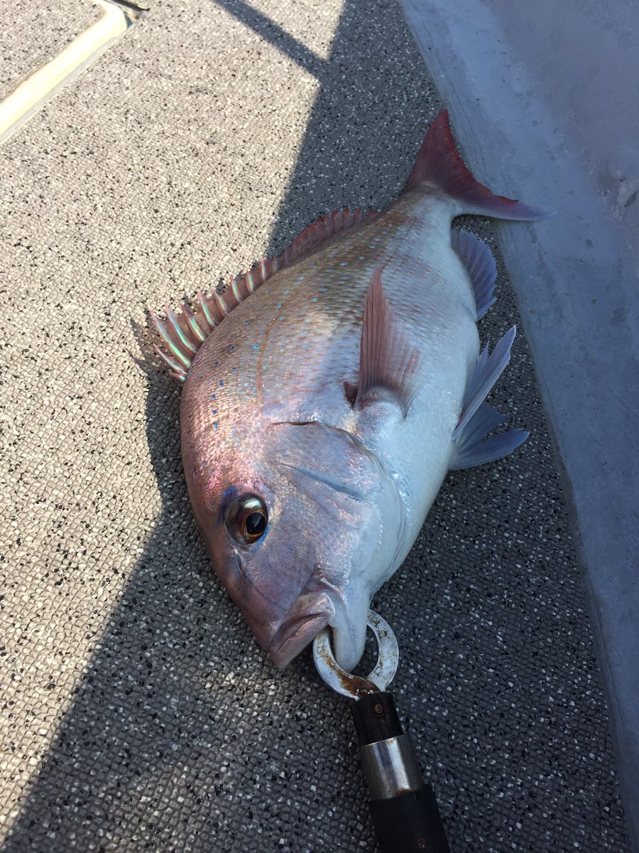 2fishCh's tweet photo. やっとタイラバでそこそこの鯛が釣れた〜🤩 https://t.co/AGJOGPPqsL