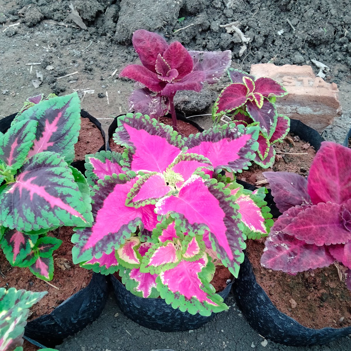 AanganGarden's tweet photo. Enjoy the lovely bright coloured Coleus
https://t.co/EJH0alF70a
#indore #garden #nursery #aangan #terracegarden https://t.co/S8lZo2EFfU