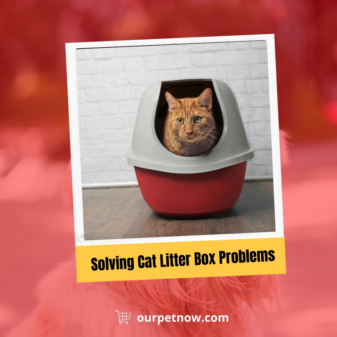 OurPetNow's tweet photo. Cats, as a reminder, do not act out of rage or spite. There is always a reason for your cat to go outside the litter box, whether medical or behavioral. 

Read more:
https://t.co/R1u1IdNyxA

#ourpetnow #cats #catlovers #catlove #catcare #organiccatsupplies #catfood https://t.co/6rEbOYkOIZ