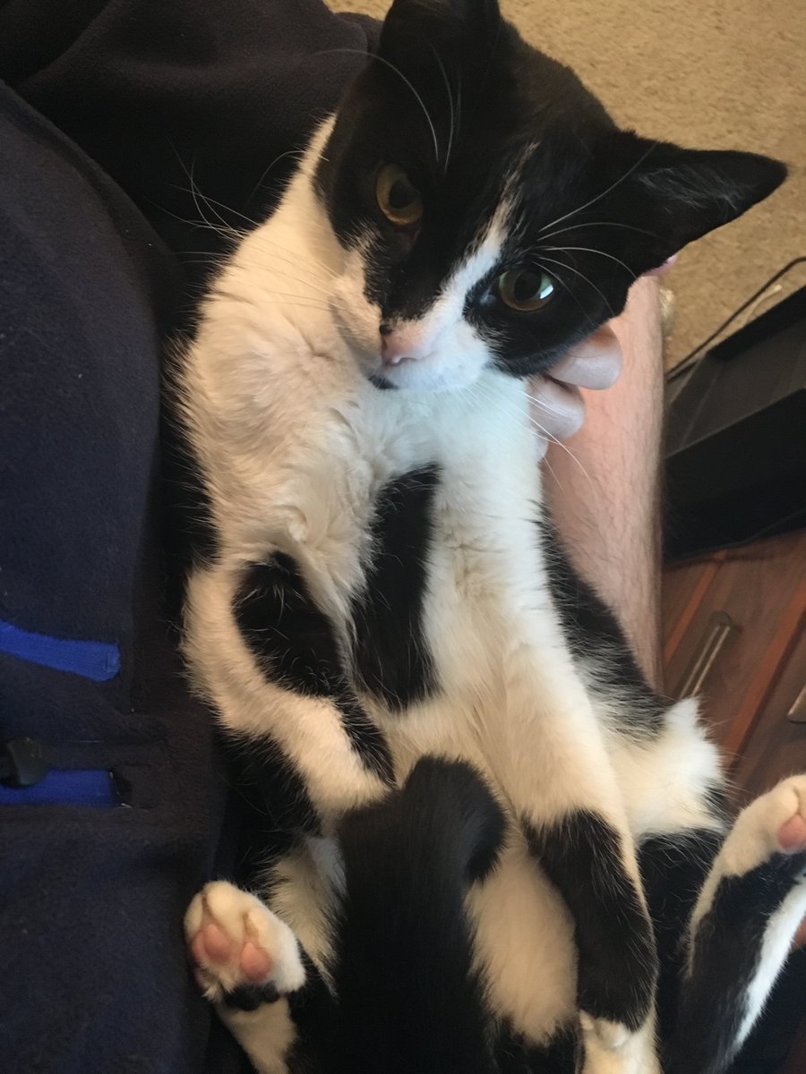 SawahMwadain's tweet photo. Frisk's gotten sick very soon after an expensive move and the vet bill is already $$$. So, after recommendation from friends, I've made a kofi page for him! To those who want to help please only donate if you really want and can comfortably do so.

https://t.co/kihQij51H0 https://t.co/Amb43NbK8y