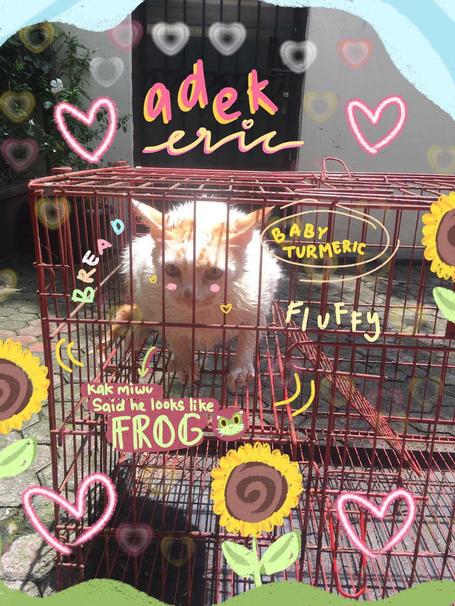 alinkeuu's tweet photo. I SUDDENLY MISSING 
👉KAK MIREU'S👈 CATTO ah- i mean BREAD! I ASK FOR A PICCCCC AND KA MIRU SENT IT TO MEEEE😬😬💖💖

HERE YA GO!! INTRODUCING OUR BABY TURMERICCC<3333333✨

 MA BELOVED BABY BREAD WUUFFF WUFFFFFFFFFFFF 🍞🍞🍞 https://t.co/SBV7zoD91j