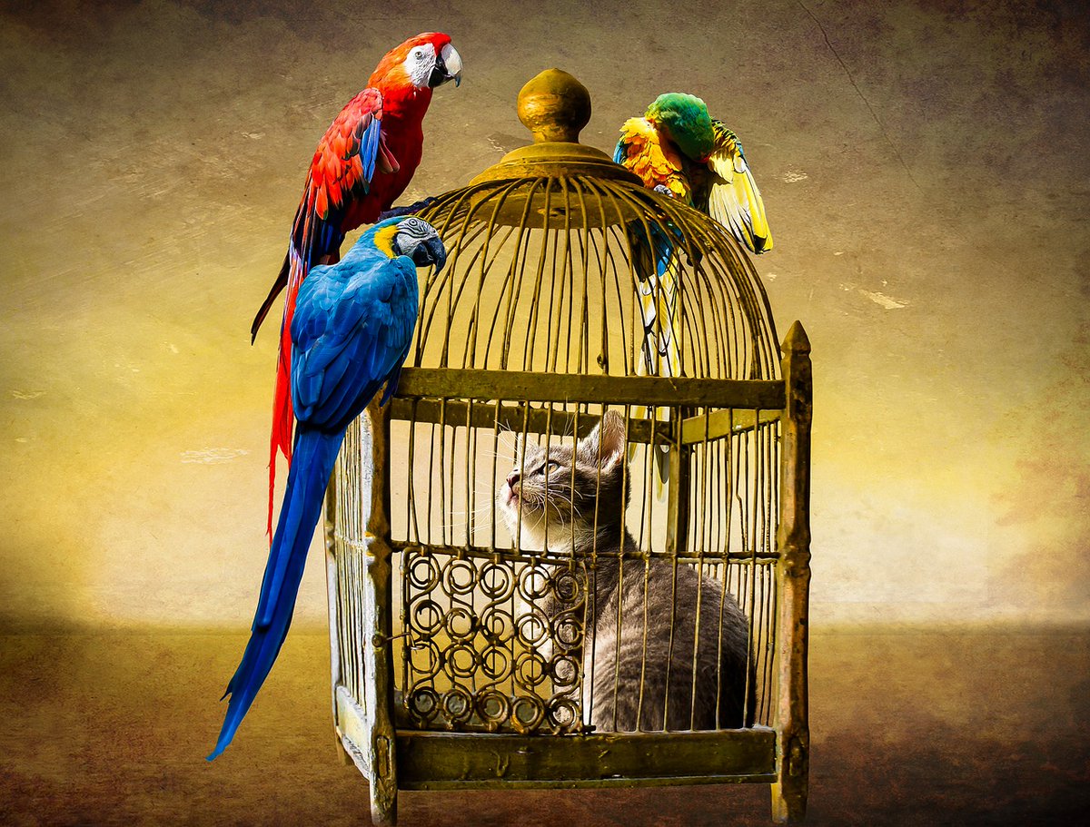 parrotadgroup's tweet photo. We love birds and cats, just not together! #parrotsoftwitter #catsoftwitter #catjail https://t.co/2pQ6a8JNoP