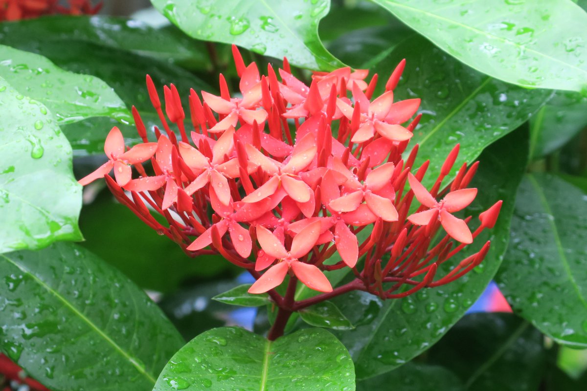 パピヨンドームでサンタンカの仲間が花盛りを迎えています ドームの中では 赤色の花がとてもよく映えます オオゴマダラやツマベニ 21 11 03 東区の動植物園 水族館 広島市森林公園こんちゅう館 まいにちを豊かに りっち