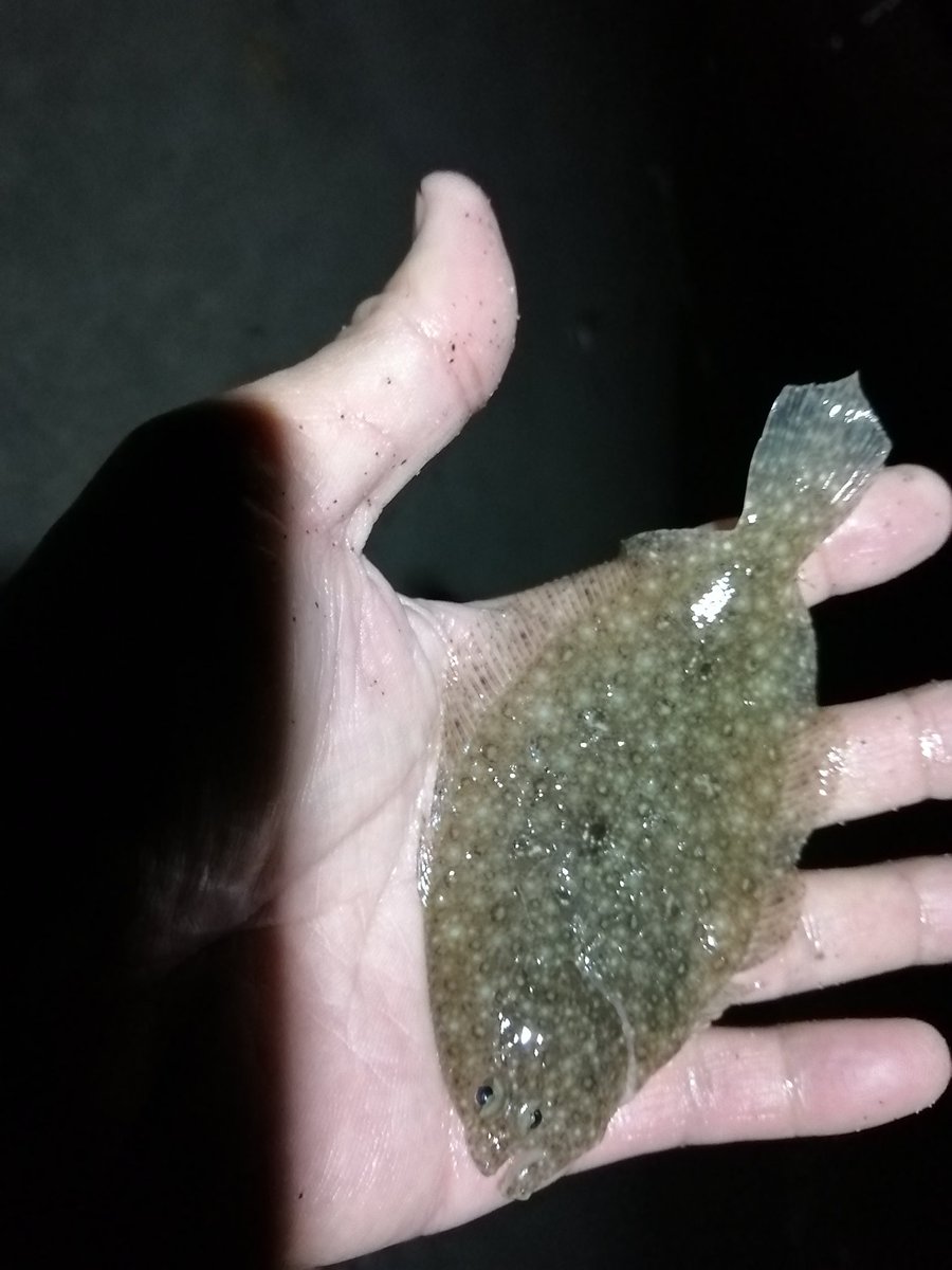 tawake2go's tweet image. 昨夜の夜打ち①干潮前