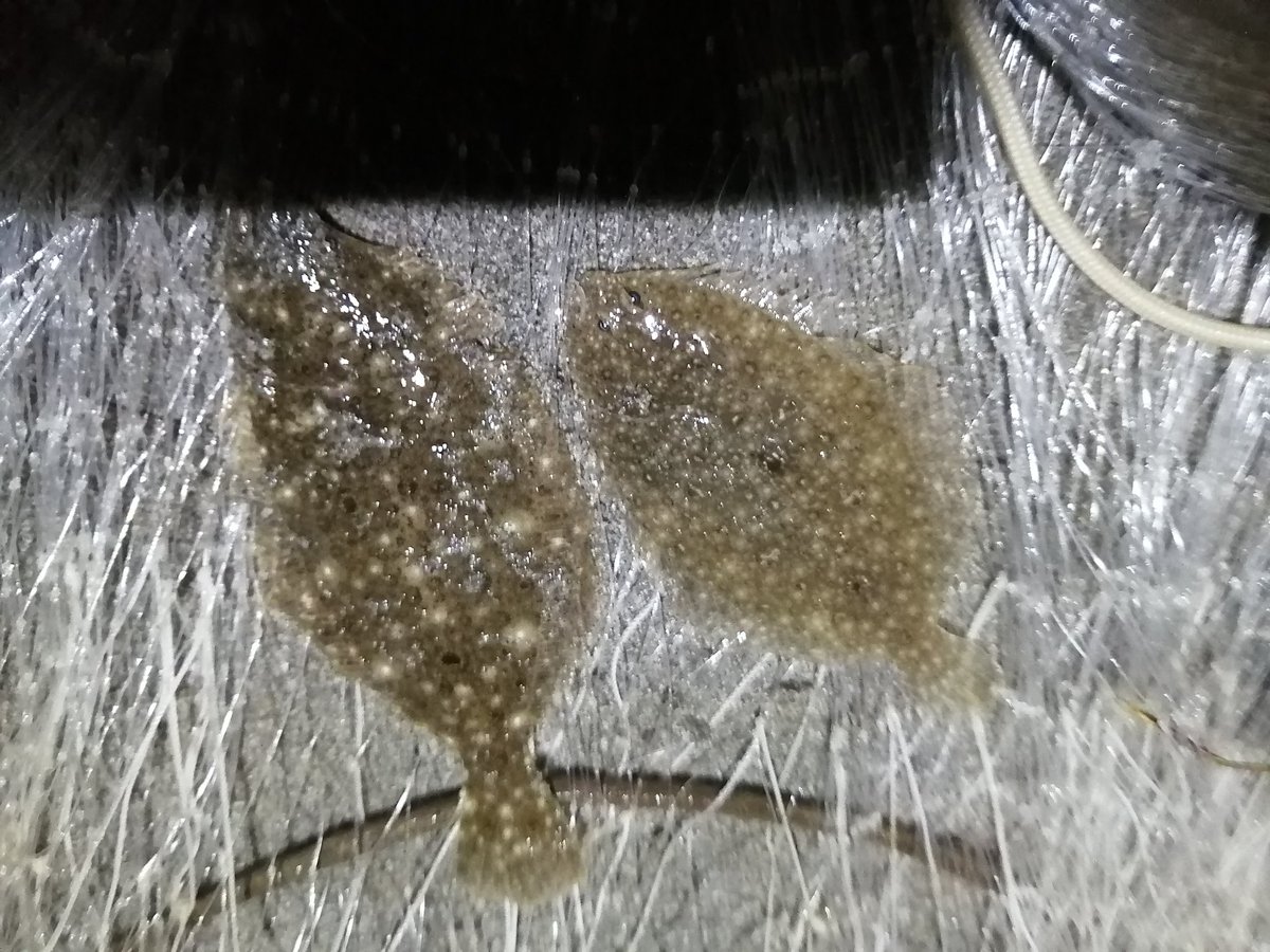 tawake2go's tweet image. 昨夜の夜打ち①干潮前