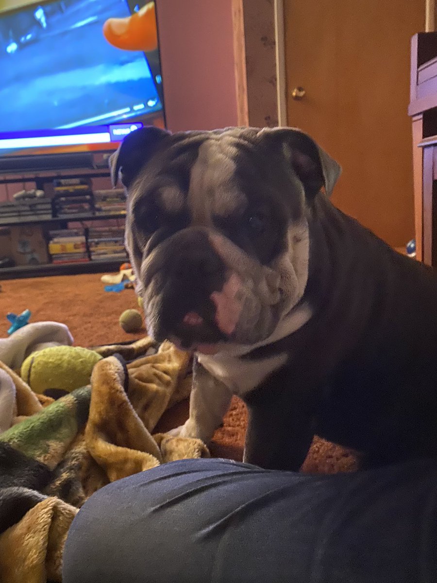 Not a good afternoon for me. I got stung by a bee on the mouth or tongue. Mama took me to the ER and I got a shot. She was so scared! I just went to sleep. Hope a better day tomorrow. Rraarr! #ZSHQ