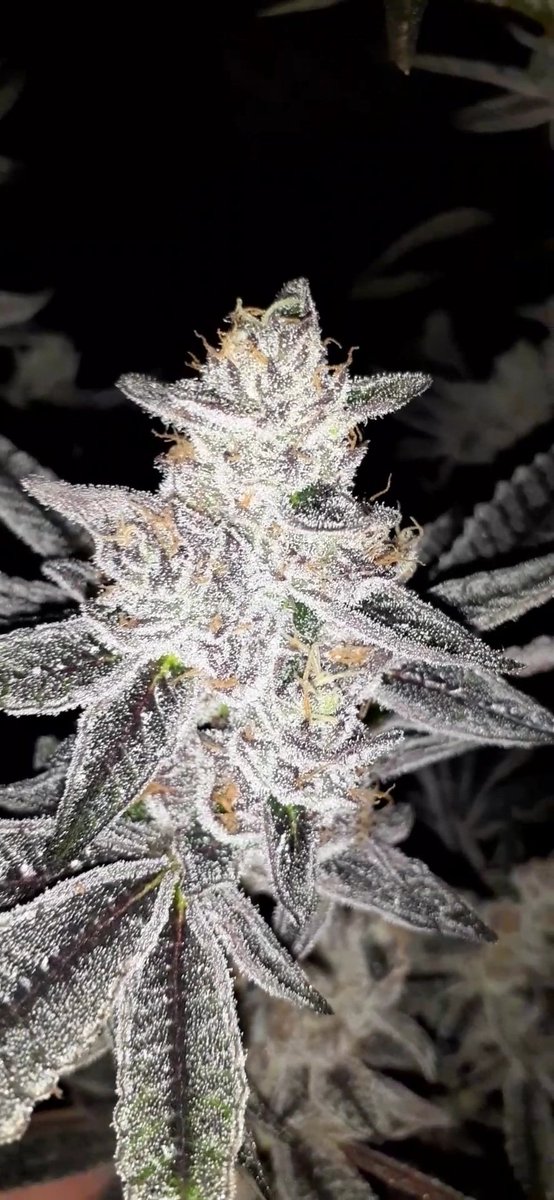 topcutfarms's tweet photo. Runtz... Runtz y'all! This is the shit right here! You're going to love it. #topcutfarms #newaromaoftacoma #legitFarmer #checkthisout #dankandsticky #runtz #northwestbest #popularstrain #dank #strainoftheweek #purpleweed https://t.co/MbfW5NBxG8