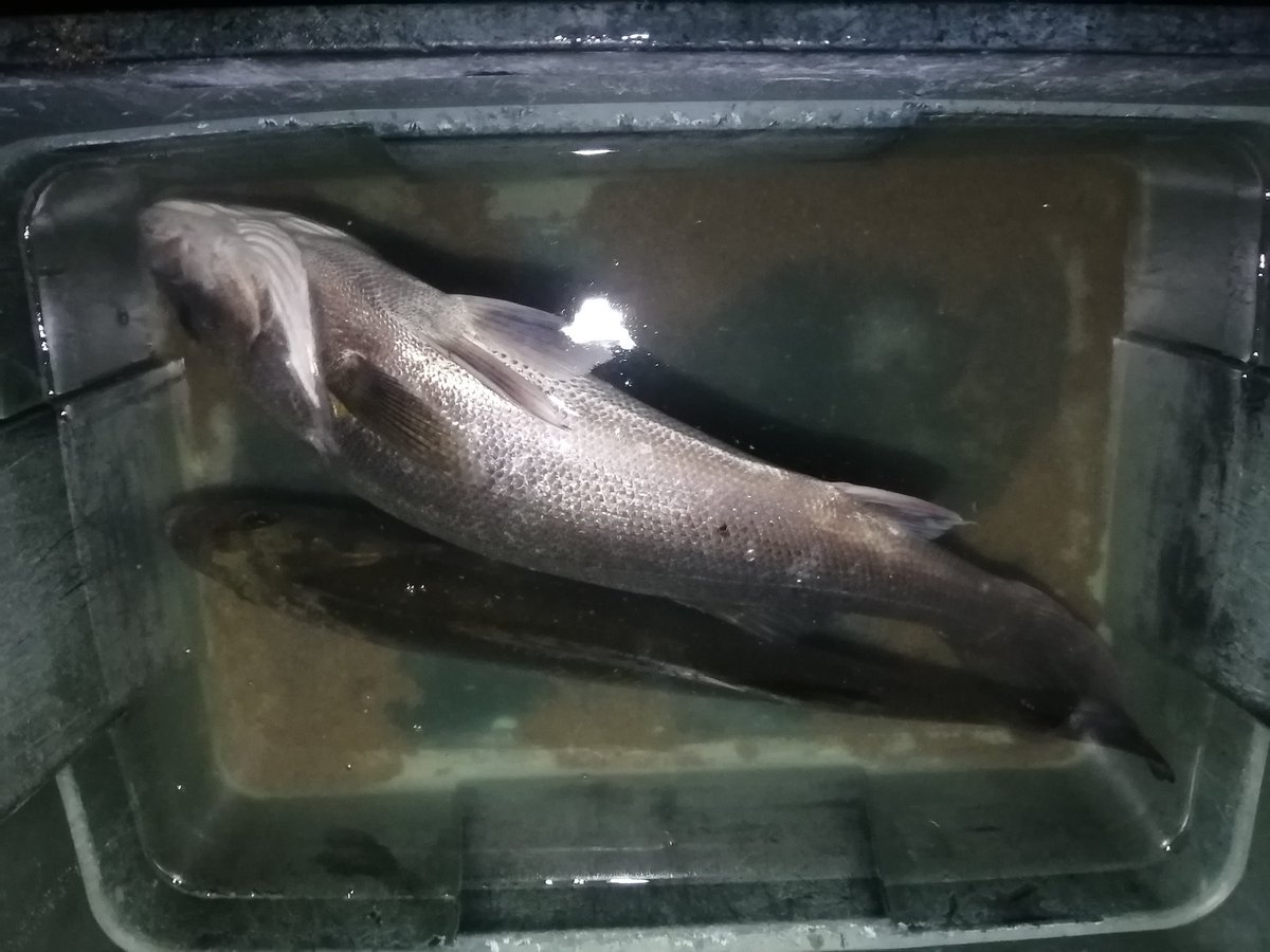 tawake2go's tweet image. 昨夜の夜打ち②浅瀬でヒイラギを狙って寄ってました