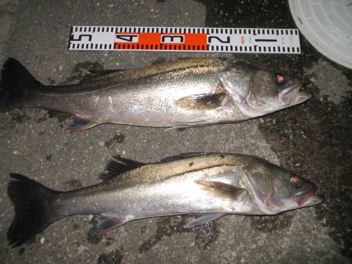 tawake2go's tweet image. 昨夜の夜打ち②浅瀬でヒイラギを狙って寄ってました