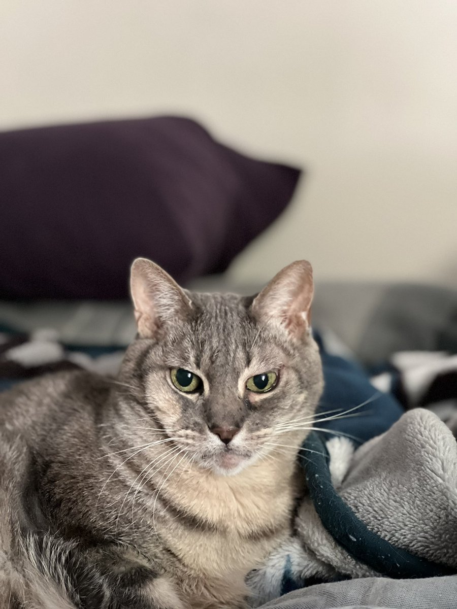 CatJaxxon's tweet photo. Poor Jaxxon has been losing weight lately and we have been finding lumps on him. He goes to the vet Friday but we don’t know that he has much time left. https://t.co/5Ku9Pm7qnF
