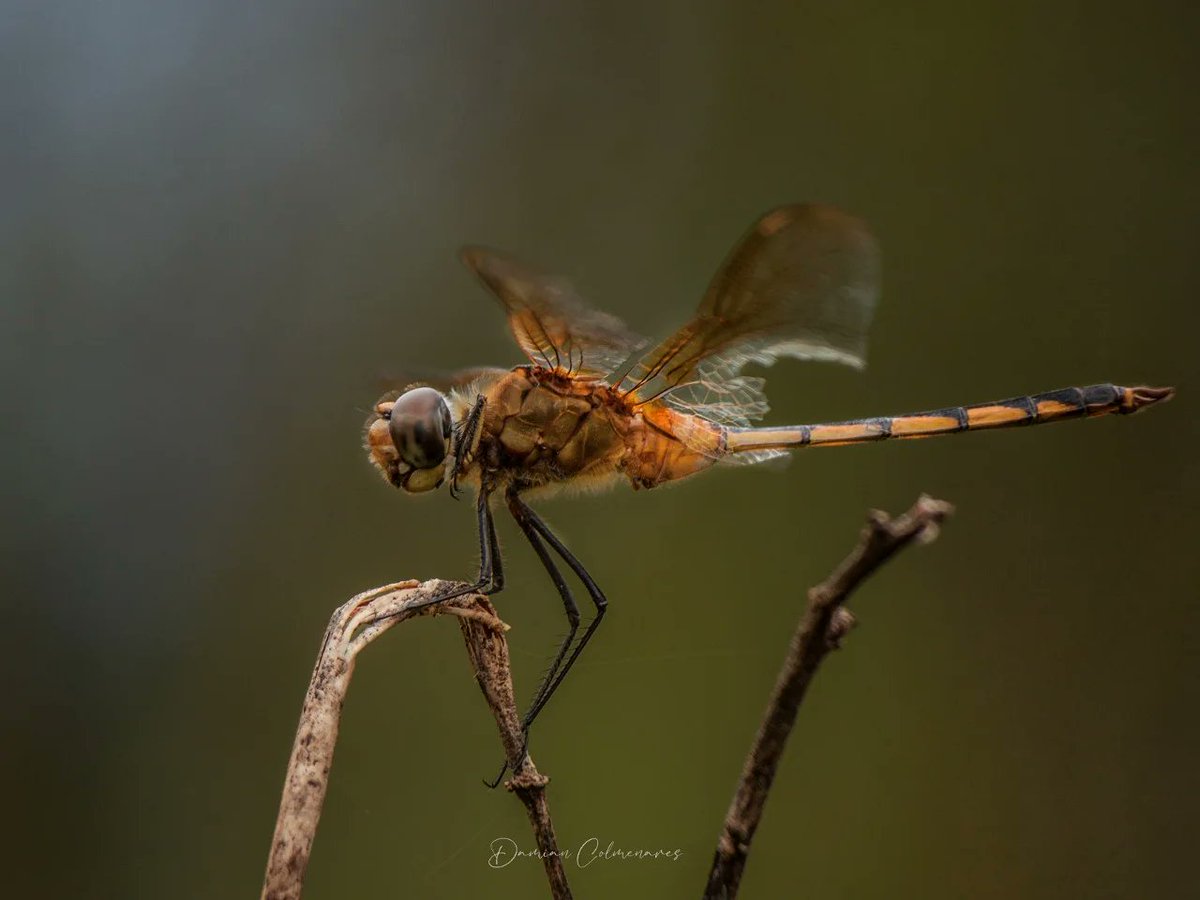 Damian Colmenares (@str8damian) on Twitter photo 