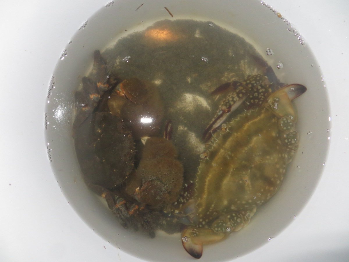 tawake2go's tweet image. 昨夜の夜打ち③ワタリガニ、モクズガニ