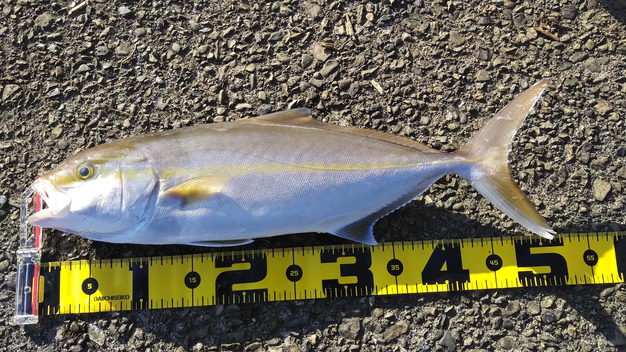 釣りにいこうよ 終了ー シオ カンパチの幼魚 52センチでしたー でも楽しかったです 今から帰りまーす T Co Umecndsiz6 Twitter