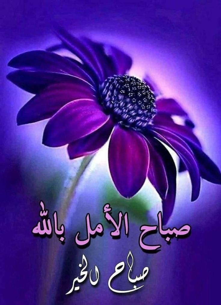 #سمو_الهنوف_للدعم
#قروب_الهنوف_للدعم
#مملكة_النخبه_للدعم
#اصيل_للدعم
#سلاطين_الفخر_للدعم
صباح الخير