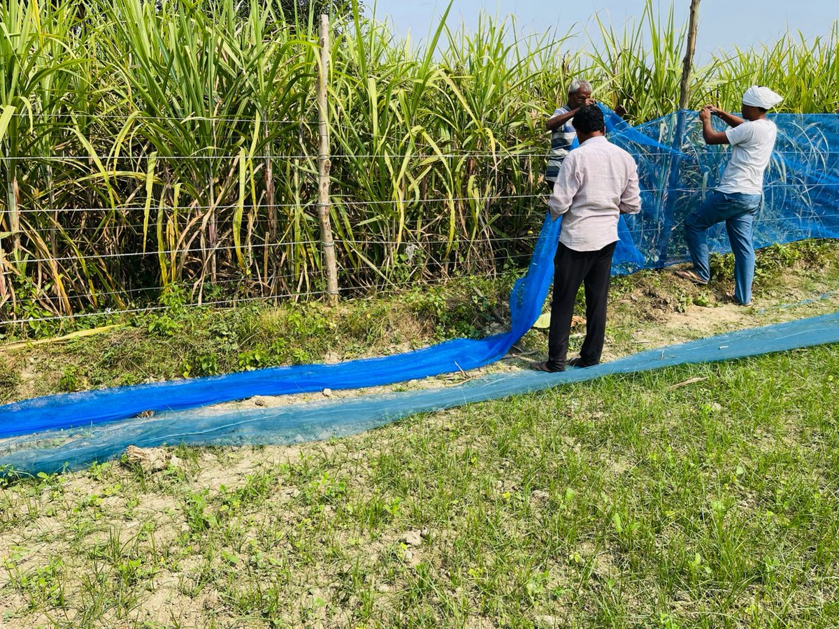 vikasdl's tweet photo. A.C. में बैठे सत्ता के मालिकों को किसानो की तरफ़ से दिवाली की शुभकामना।
उ.प्र. सरकार की सेना को रोकने की जुगाड़ में लगे किसान।
@UPGovt @myogiadityanath @yadavakhilesh @DrKumarVishwas 
#NeelGaay, #Saand, #gaay, #JangaliSuvar, https://t.co/Qyhbs4VzNi