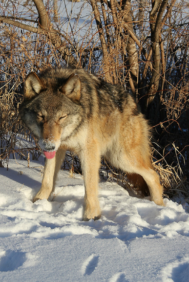 Hourly Wolves tweet media