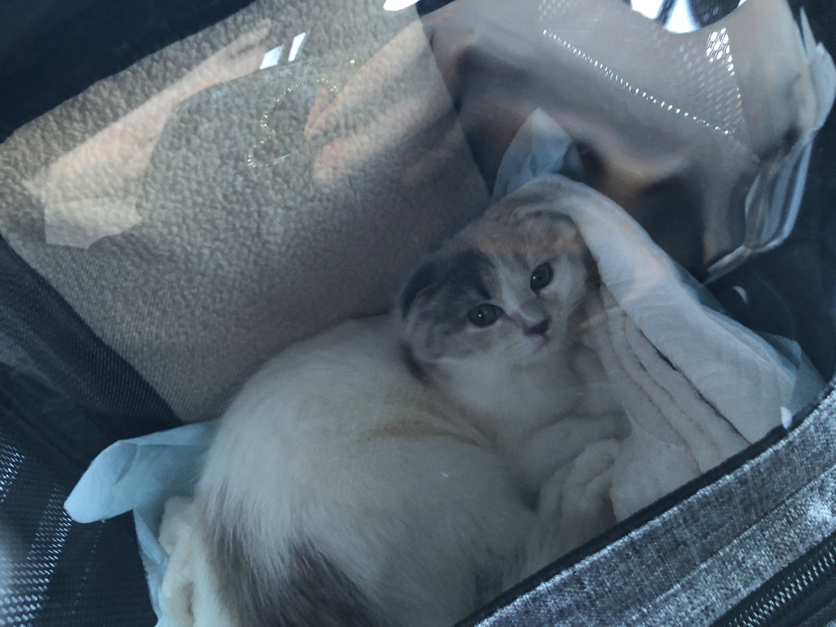 o7o5sweetie's tweet photo. 2021/10/23 うちの子記念日🎉
#猫のいるくらし 
#スコティッシュフォールド https://t.co/QIF271NfOw