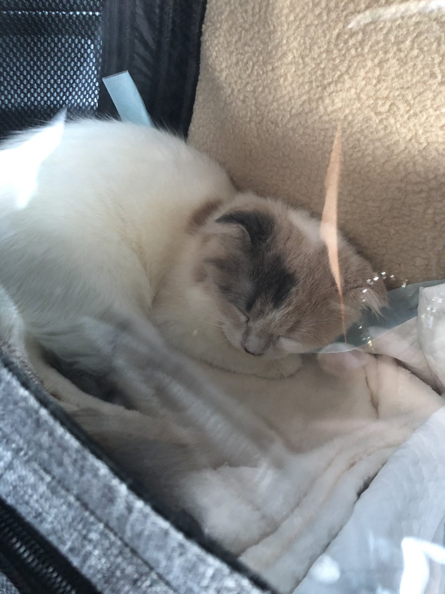 o7o5sweetie's tweet photo. 2021/10/23 うちの子記念日🎉
#猫のいるくらし 
#スコティッシュフォールド https://t.co/QIF271NfOw