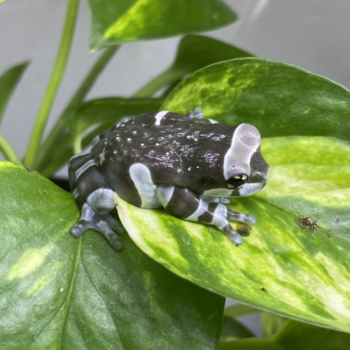 Tweets With Replies By マスカラ とよーん 時っ計 クラフト悠季さん Toyonosuke10 Twitter