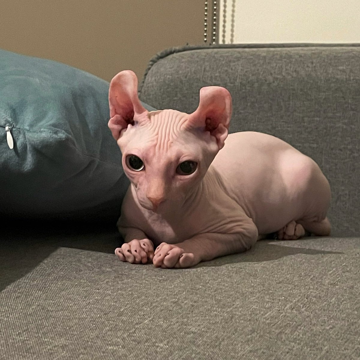 tondjr's tweet photo. Hello, Beya! An elf feline https://t.co/hjtaErDzw7