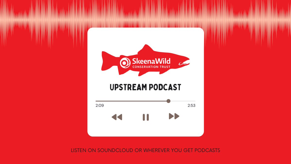 SkeenaWild's tweet photo. We launched a podcast! #Upstream covers the people, culture, science &amp; #salmon from all across the #Skeena Watershed. We talk to diverse voices &amp; dive into the work being done everyday to ensure our way of life and salmon have a future. 👂to the trailer 👇 https://t.co/Z9IFZJa2d2 https://t.co/T5zi6G8h3E