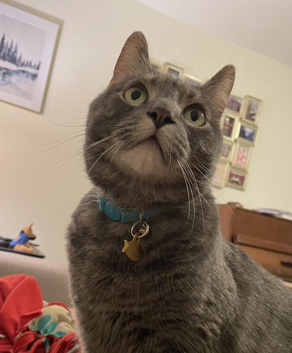 caitrmurphy's tweet photo. Coming home and being welcomed by Scout staring at the ghost that lives in my ceiling https://t.co/zrSMbT4bwJ