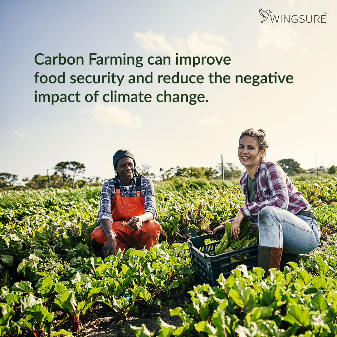 wingsure's tweet photo. Carbon Farming practices like reducing tillage, planting cover crops and using organic matter amendments can make the farmland more productive and also combat climate change. #CarbonFarming #Wingsure #ClimateChange #SustainableAgriculture https://t.co/10IKZ83ZWk