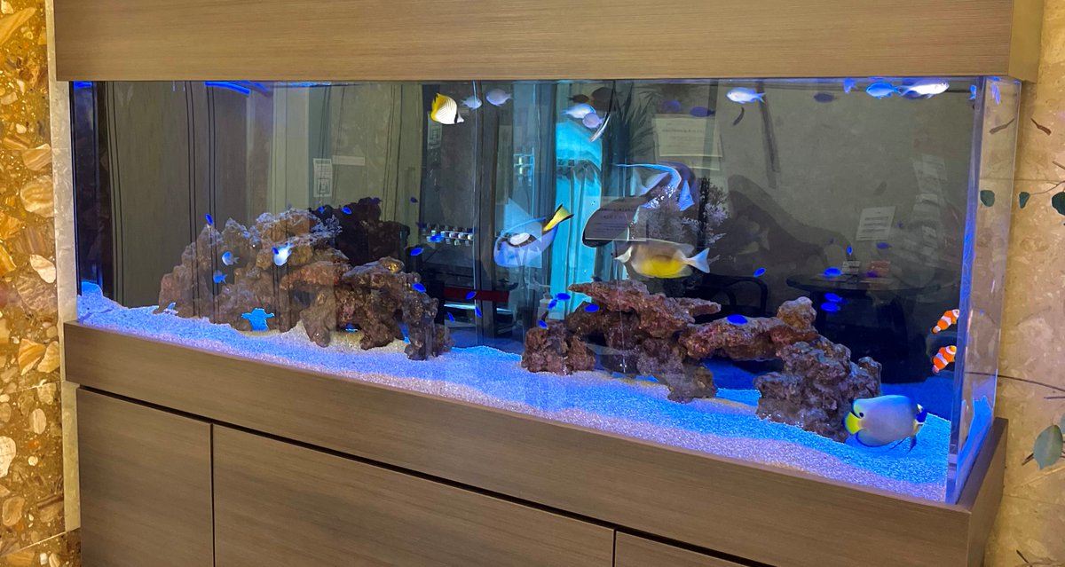 お疲れ様です 当館のアクアリウムです エレベーターを上がる前にひとときの癒し空間 アイフォン13ではじめてのパシャ なんて綺麗なんだー 文化の日 さて 今日地震はくるのでしょうか 地震速報 地震 文化の日 熱帯魚 淡水魚 お疲れ様です 当館のアクアリウムです エレベーターを上がる前にひとときの癒し空間 アイフォン13ではじめてのパシャ なんて綺麗なんだー 文化の日 さて 今日地震はくるのでしょうか 地震速報 地震 文化の日 熱帯魚 淡水魚