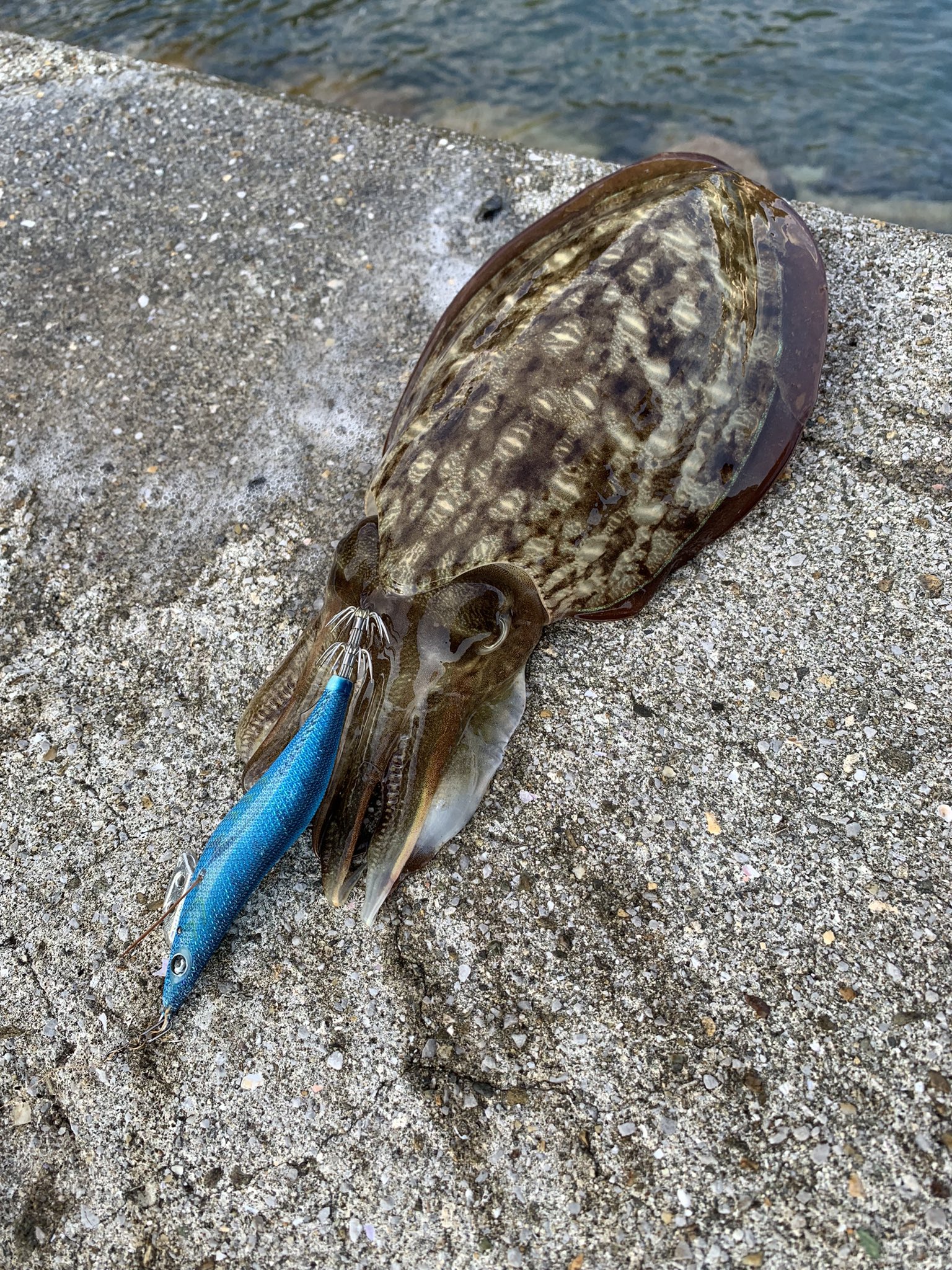 宇和島angler 久しぶりのアオリイカ コウイカも少しずつ大きくなりよる気がする アオリイカ コウイカ エギング 久しぶりの釣果 愛媛県 宇和島 T Co Owajzcyc2n Twitter