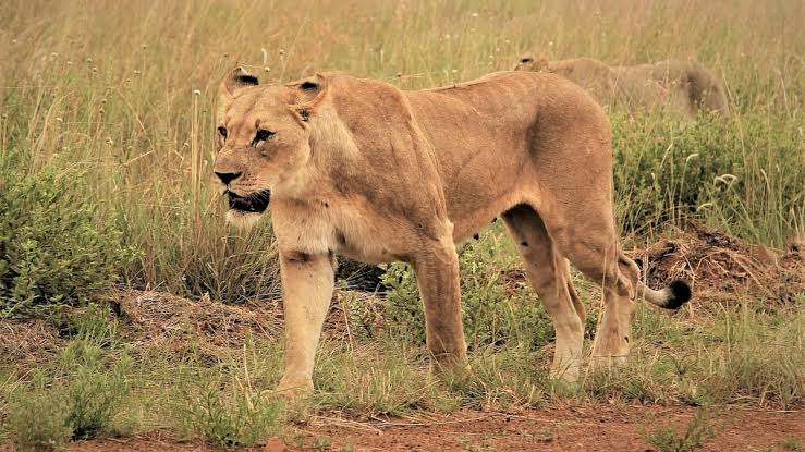 JASdoit6's tweet photo. ALAM BA NINYONG...ang mga babaeng liyon ang madalas na naghahanap ng pagkain ng pamilya?
Unlike in humans and in other creatures, ang lionesses ang madalas na nagtatrabaho para may makain ang pamilya. "Lionesses, not male lions, do the majority of hunting for their pride," https://t.co/9ZTe9zuPQx