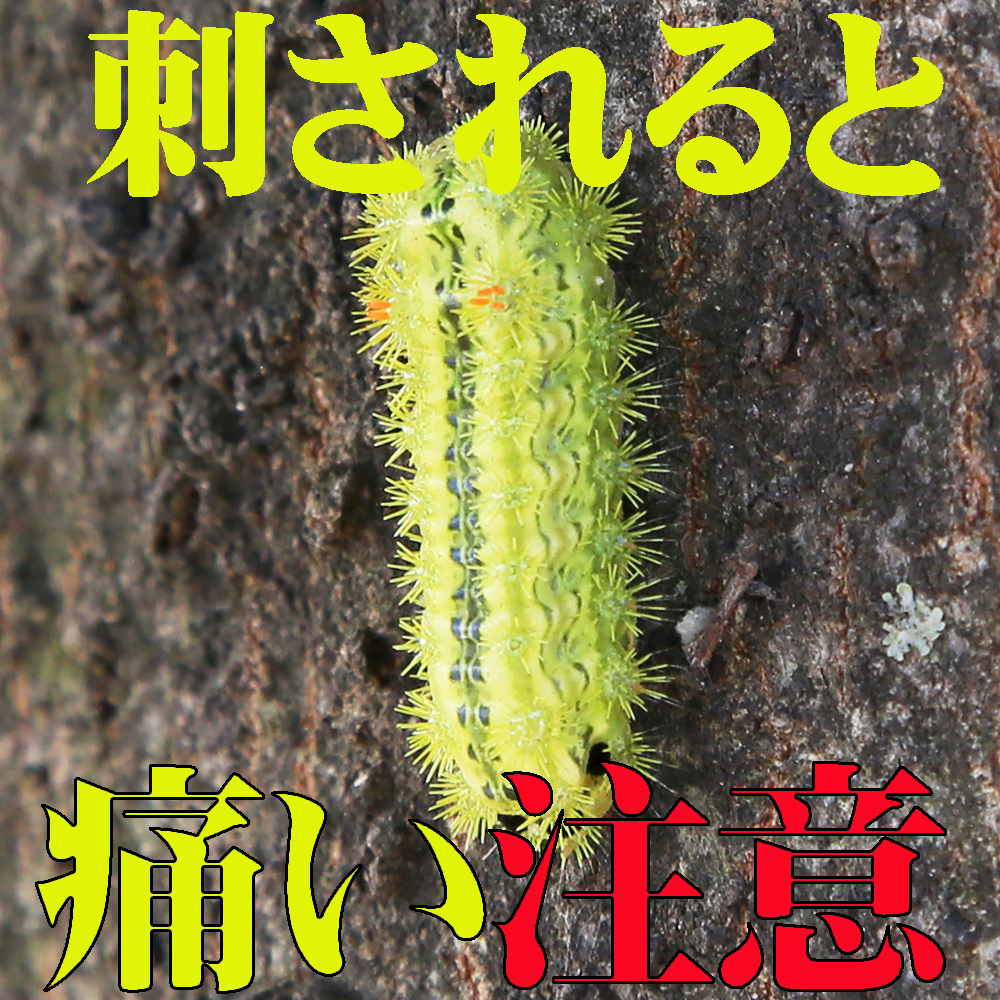 リーフコーポレーション公式 今日のリーフ 注意 ひときわド派手な モニョモニョが このド派手なモニョモニョは 絶対触れては駄目です 衝撃的な画で申し訳ございません 電気が走ったような痛み 危険な虫 危険生物 イラガ 電気虫 リーフコーポレーション公式 今日のリーフ 注意 ひときわド派手な モニョモニョが このド派手なモニョモニョは 絶対触れては駄目です 衝撃的な画で申し訳ございません 電気が走ったような痛み 危険な虫 危険生物 イラガ 電気虫