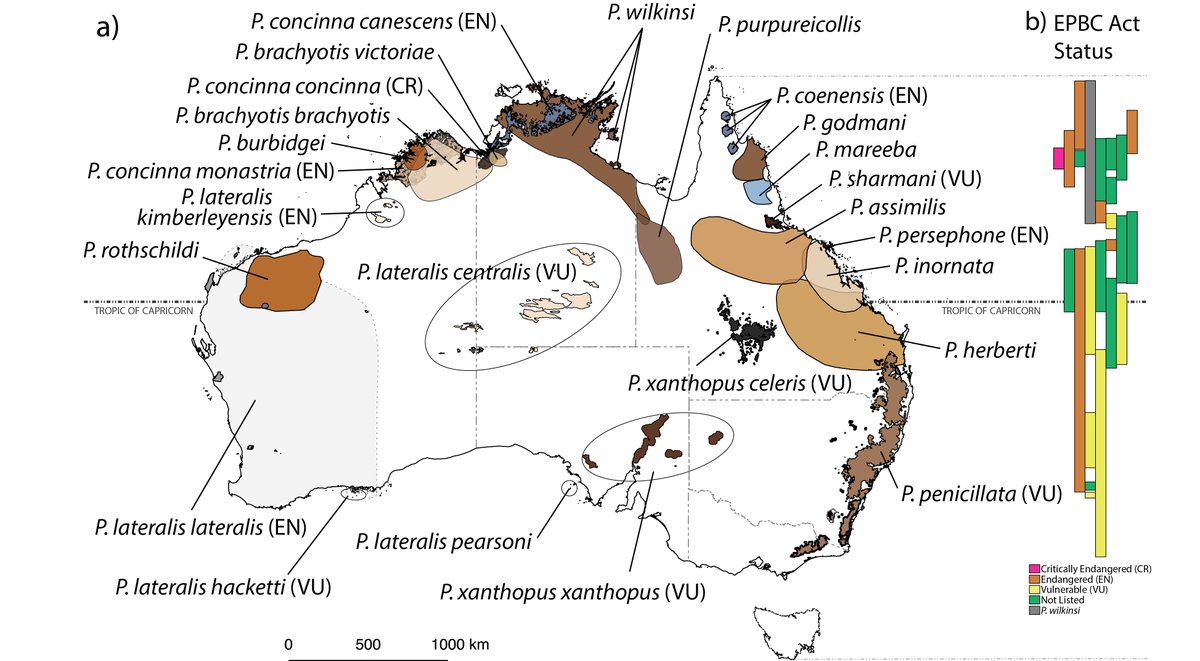 New review paper out on Australia's 25 rock-wallaby taxa, the threats they face, and the methods used to monitor them–thanks again to <a href="/TSR_Hub/">TSR Hub</a> (rdcu.be/cAG87)  Email me if you'd like copy tyrone.lavery@anu.edu.au