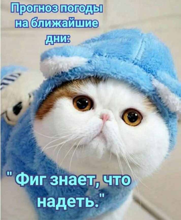 Экзотическая короткошерстная кошка. Экзотическая короткошерстная снупи. Кипи кот. Японская кошка снупи. Экзот снупи.