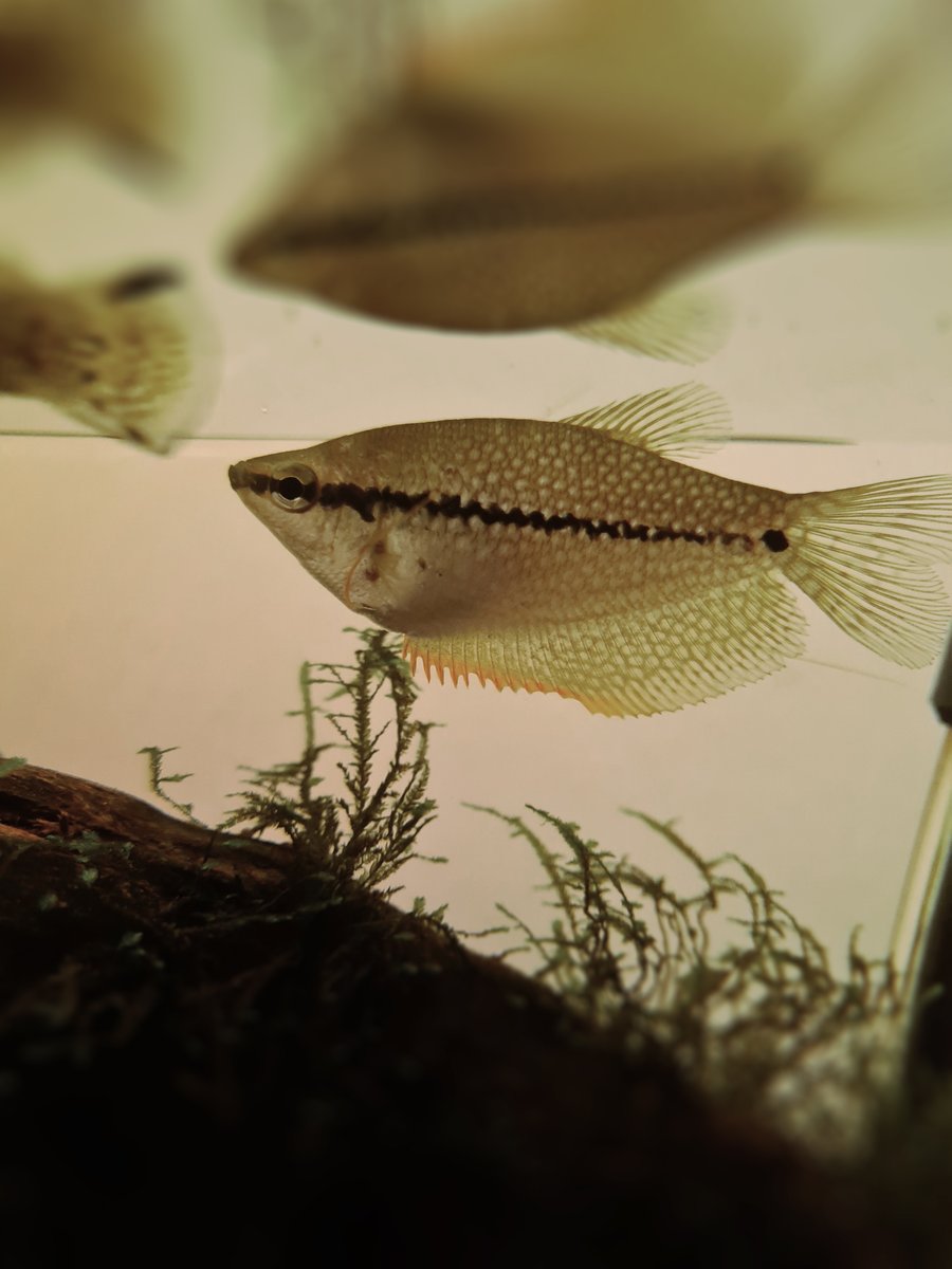FilmTill's tweet photo. https://t.co/8lQDHJ6EX9
Så att ni bara vet så är Kitt bäst.
lyssna på våran senaste podd om Amadeus.
#amadeus #film #gurami #podcast #filmtillfikat #spotify https://t.co/bhMmmZzirm