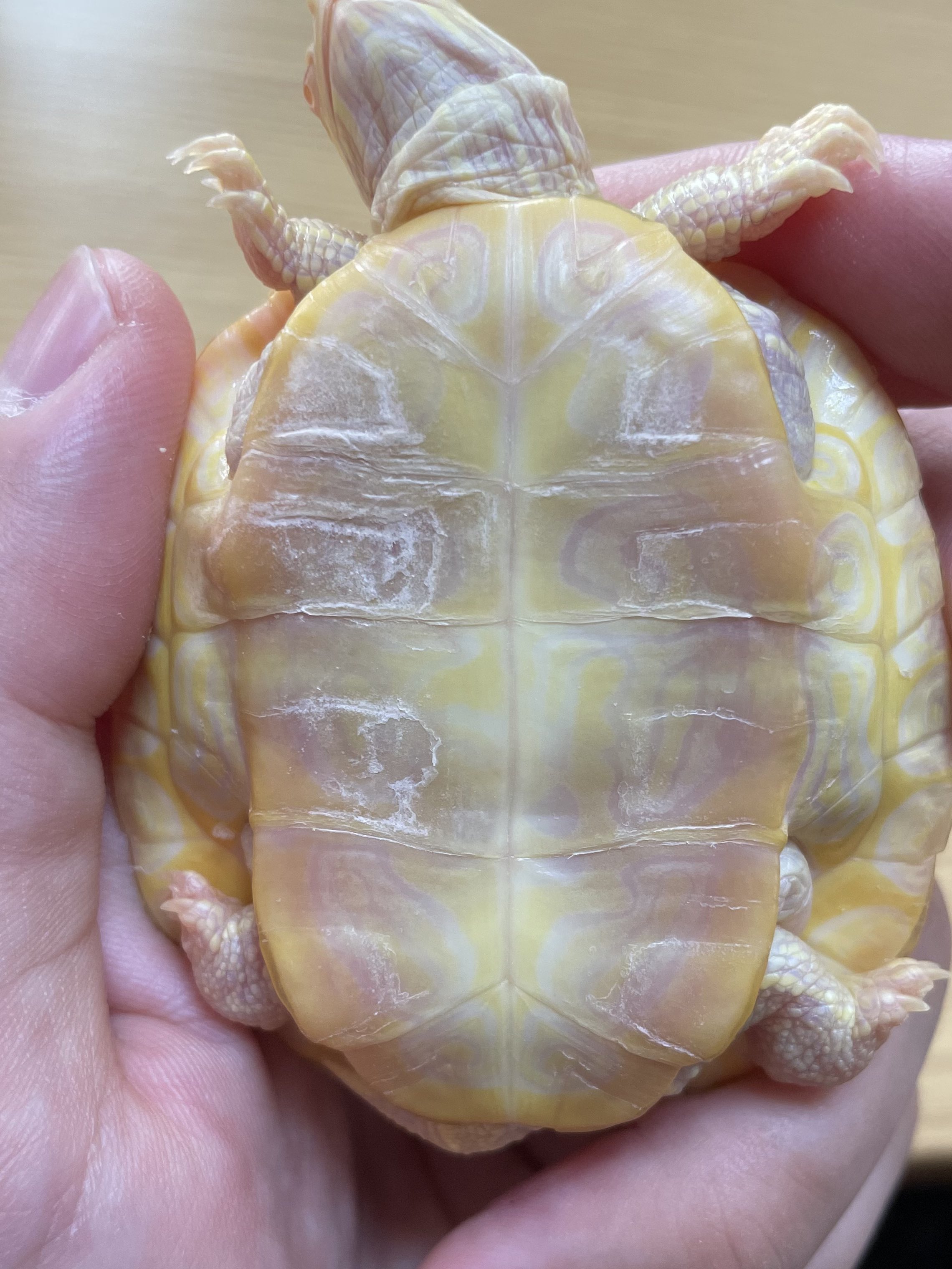 まこ Rt Golden Turtle K お腹の白くなってるところは脱皮不全 アルビノアカミミガメ アルビノミドリガメ ミシシッピアカミミガメ ミドリガメ カメ T Co Ydayme9dqo Twitter