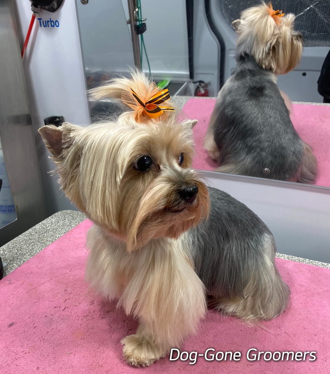 DogGoneGroomers's tweet photo. 3 days past Halloween and Eva still has her Halloween bow!!! There must be treats involved. ๐
Eva is a cute little Yorkshire terrier, whom you have seen before!
Dog-Gone Groomers - mobile grooming of small breeds in the Annapolis area.
#Annapolis #DogsofAnnapolis https://t.co/AaoLLGdjtI