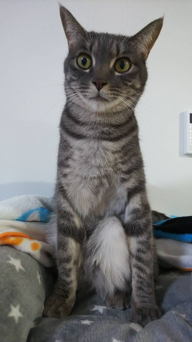HeTaReONE's tweet photo. ウチの猫でも見ていって下さい。 https://t.co/dyIDF5g92R