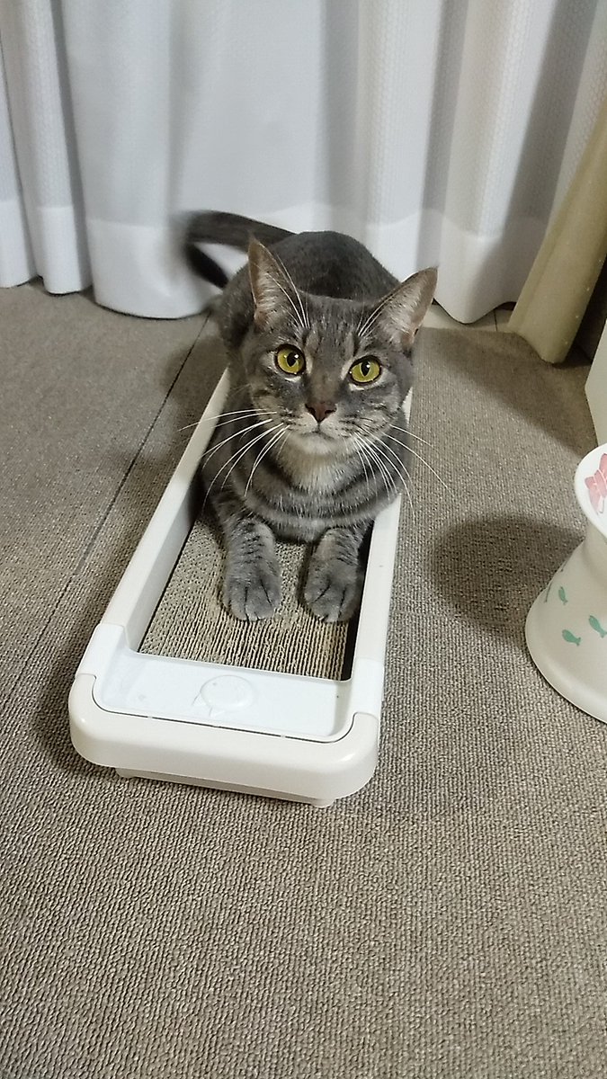 HeTaReONE's tweet photo. ウチの猫でも見ていって下さい。 https://t.co/dyIDF5g92R